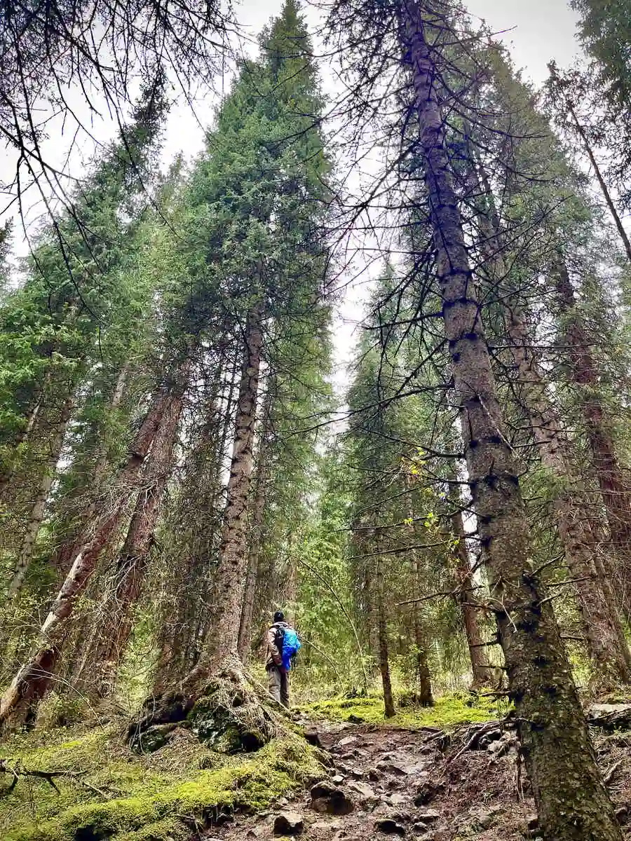Hiker with a backpack dwarfed by towering pine trees on a mossy trail in Kolsai Lakes National Park
